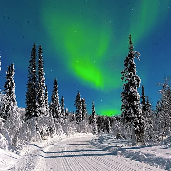Boreal Forests' Canopy Crucial in Preventing Permafrost Thaw and Carbon Release