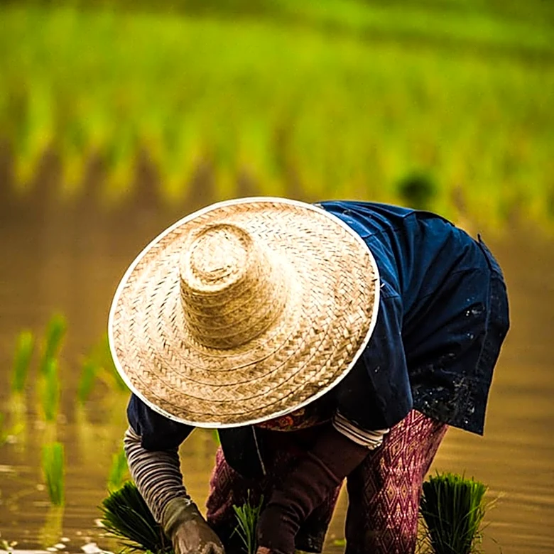 Southeast Asian Farmers Struggle with Recovery After North Shore Floods