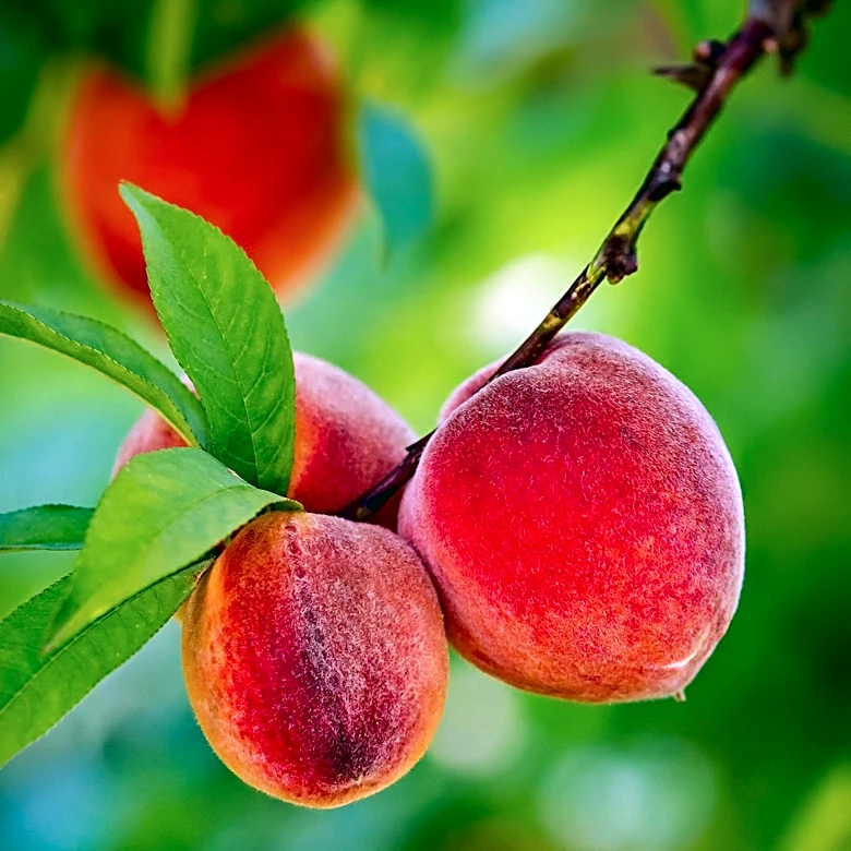 Lancaster County Farms Face Peach Shortage After April Freeze