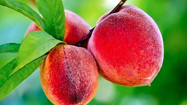 Lancaster County Farms Face Peach Shortage After April Freeze