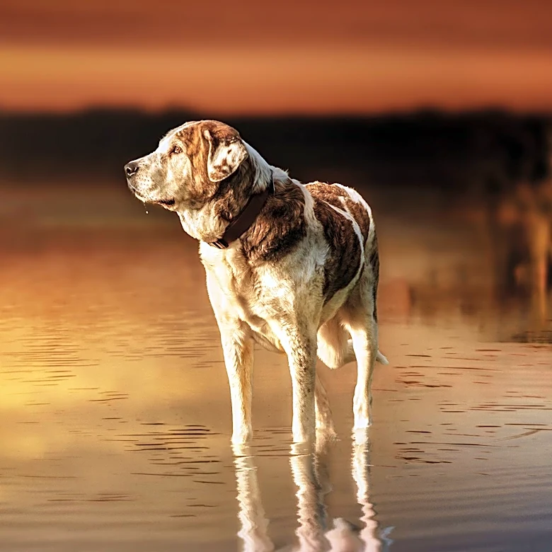 Toxic Algae in Mendocino County Waterways Poses Lethal Risk to Dogs