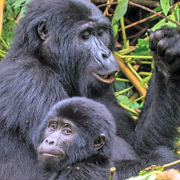 Rwanda's Luxury Travel Market Grows with Bespoke Safari Experiences