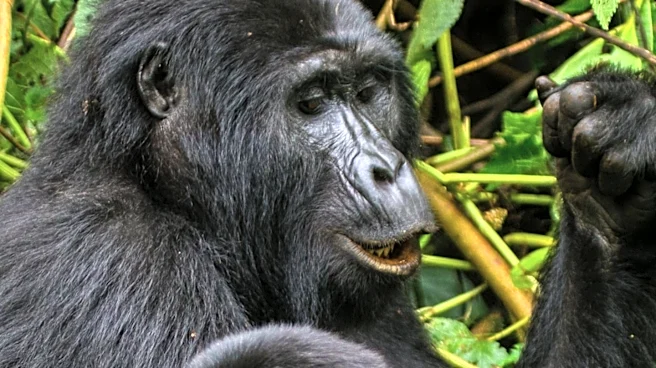 Rwanda's Luxury Travel Market Grows with Bespoke Safari Experiences