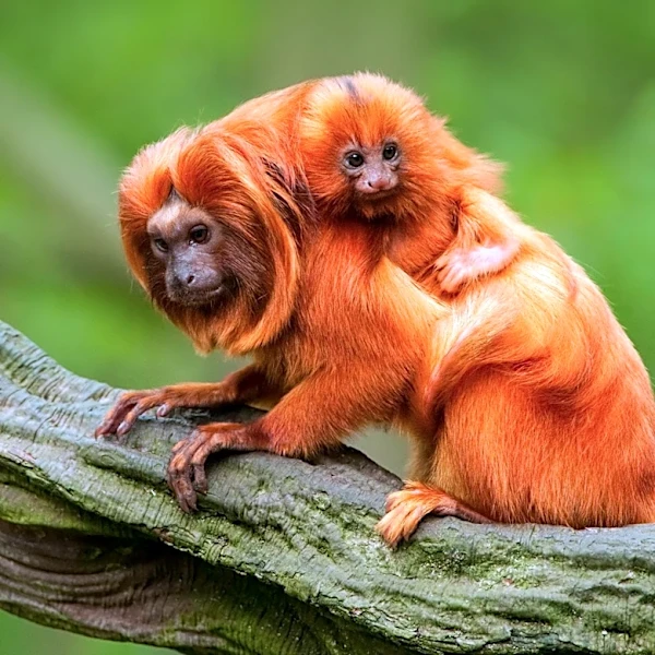Researchers Identify Priority Zones for Golden Lion Tamarin Vaccination