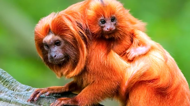 Researchers Identify Priority Zones for Golden Lion Tamarin Vaccination
