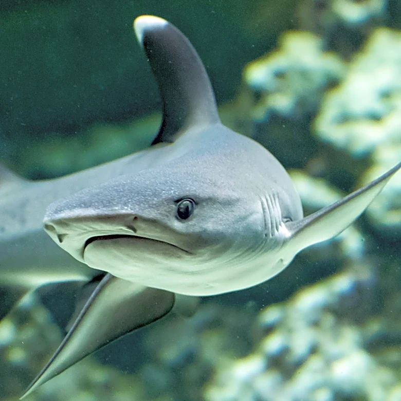 Society for Vascular Surgery Highlights PAD Awareness During Shark Week
