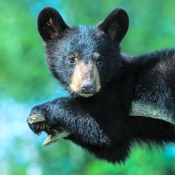Bear Cub Recovering After Being Hit by Car in New Jersey