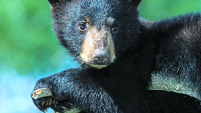 Bear Cub Recovering After Being Hit by Car in New Jersey