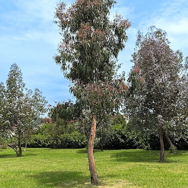 Scripps Ranch Residents Demand Action on Eucalyptus Trees Amid Fire Hazard Concerns