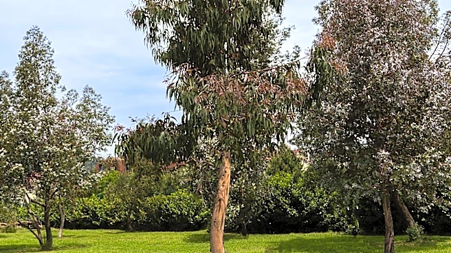 Scripps Ranch Residents Demand Action on Eucalyptus Trees Amid Fire Hazard Concerns