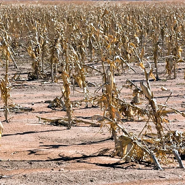 NFU Warns of Water Supply Challenges for Farmers Amid Drought Conditions