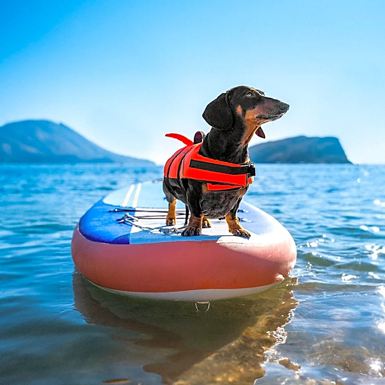 Toxic Algae in Mendocino County Waterways Poses Deadly Risk to Dogs