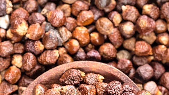 Ukrainian Sorghum Prices Stable Despite Black Sea Shipping Risks