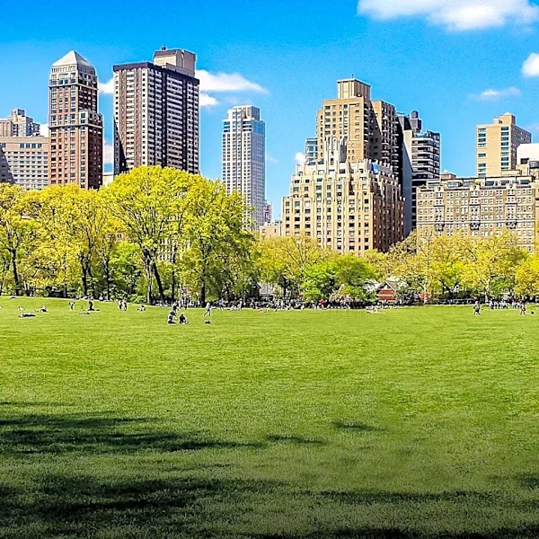 New York City Aims for 30% Tree Cover by 2040 to Combat Rising Heat