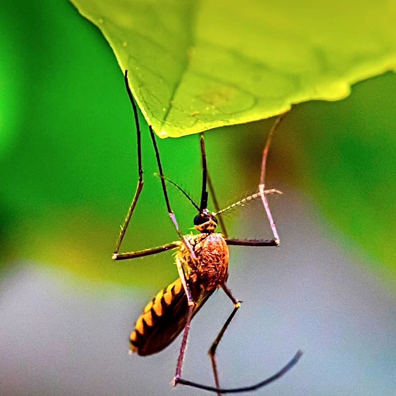 Utah Residents Report Increased Pest Activity Amid Hot Summer Months