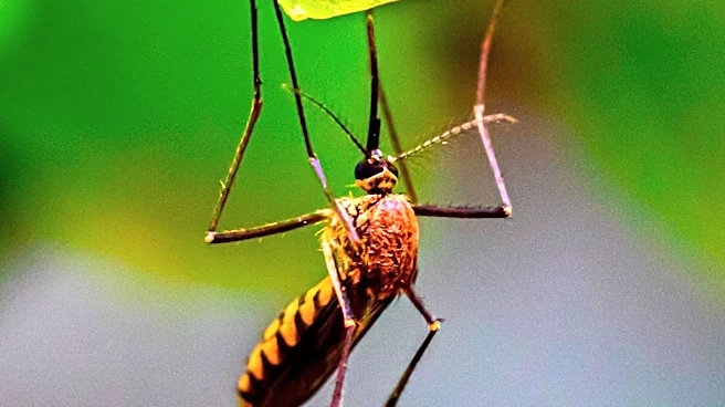 Utah Residents Report Increased Pest Activity Amid Hot Summer Months