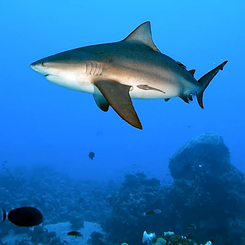 Shark Finning Regulations Show Mixed Impact on Global Shark Mortality