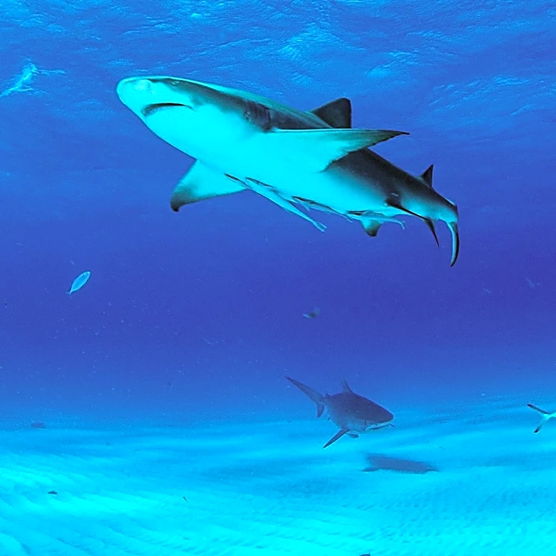 Hurricanes and Tropical Storms Trigger Shark Evacuation Behavior