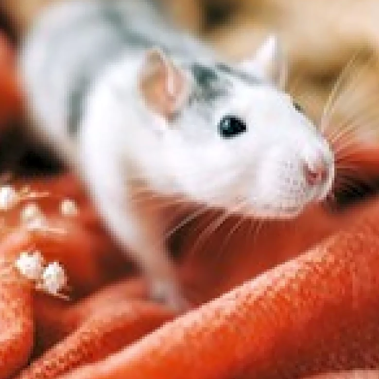 UCLA Researchers Reverse Autism-Like Symptoms in Mice Using Rapamycin