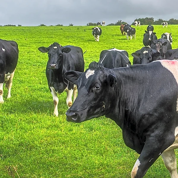 USDA Announces $25 Million Investment for Arizona Sterile Fly Facility to Combat Livestock Parasite