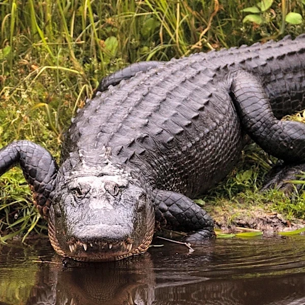Florida's 'Alligator Alcatraz' Detention Center Ordered to Close Amid Legal and Environmental Concerns