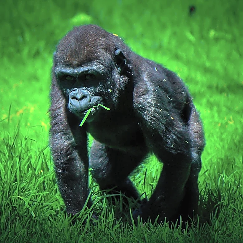 Cincinnati Zoo's Gorilla Chewie Pregnant, Marking Conservation Milestone
