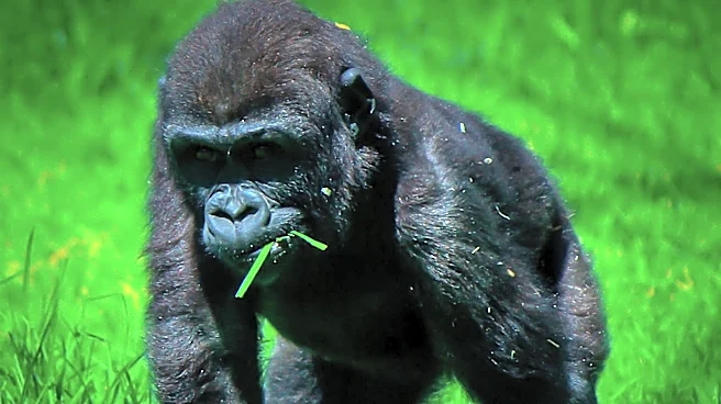 Cincinnati Zoo's Gorilla Chewie Pregnant, Marking Conservation Milestone