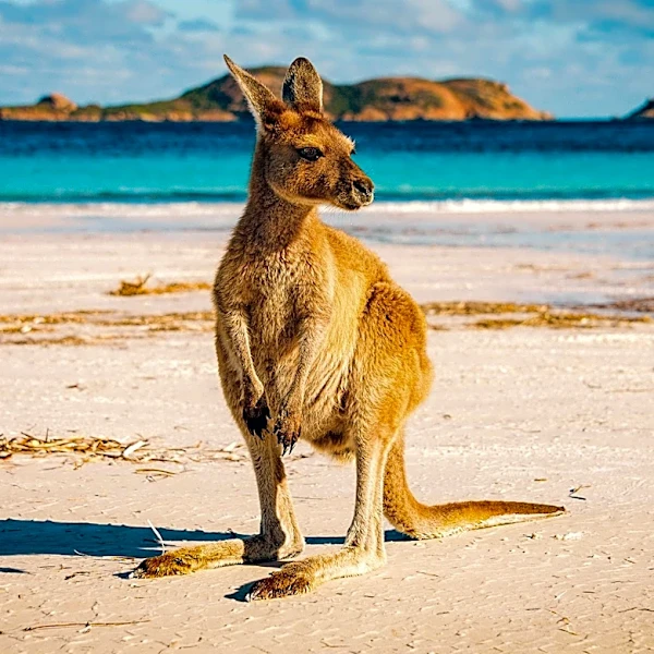 ROOfus the Kangaroo Safely Returned Home After Week-Long Escape
