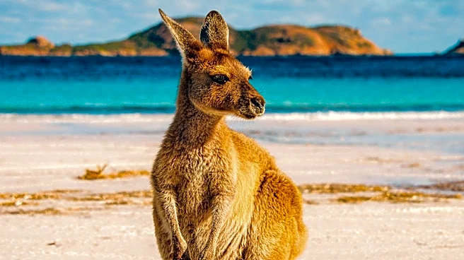 ROOfus the Kangaroo Safely Returned Home After Week-Long Escape
