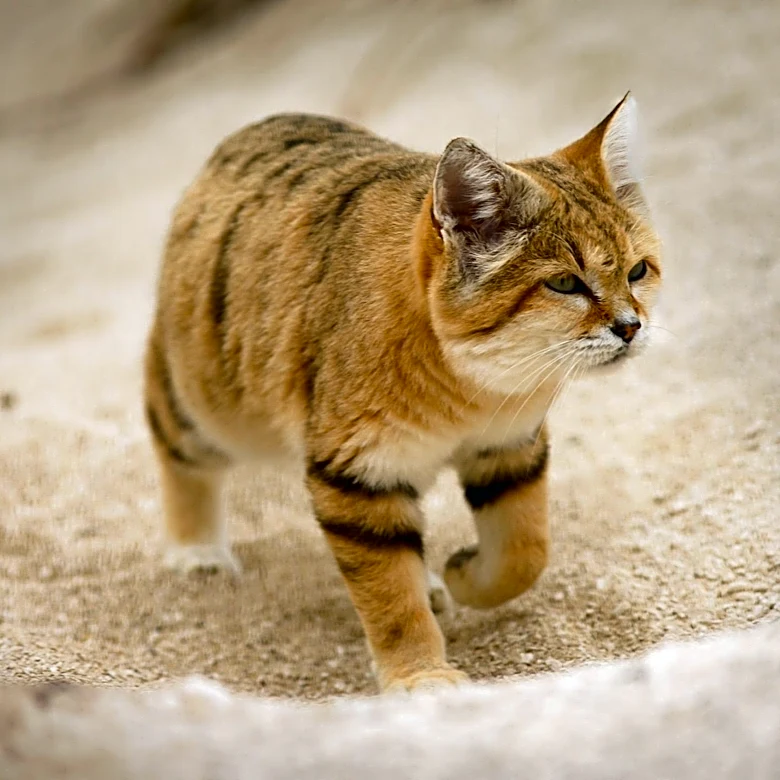 Savannah Cat Found After Escape in Olmsted Township
