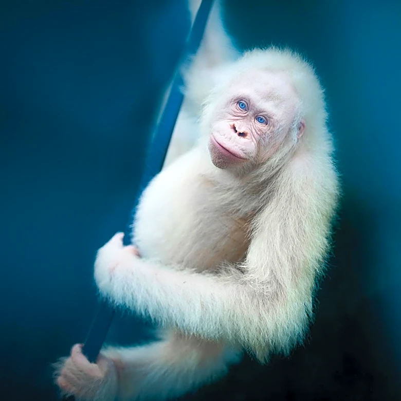 Study Reveals Primate Behavior Analogous to Human Pet-Keeping