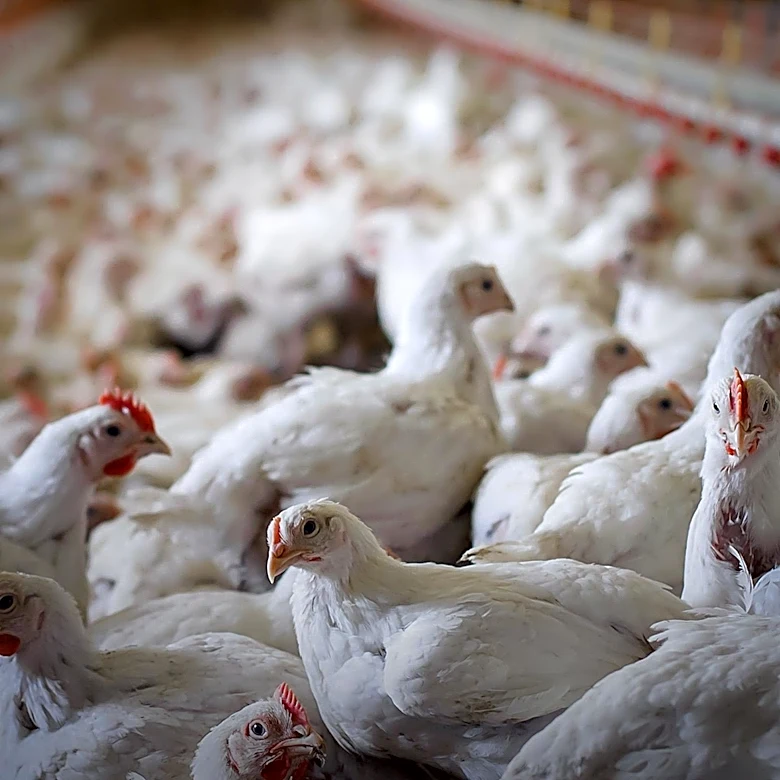 H5N1 Avian Influenza Detected in Victoria, Public Health Risk Remains Low
