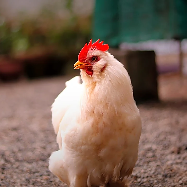 Michigan Considers Permanent Biosecurity Measures Following Avian Flu Outbreak
