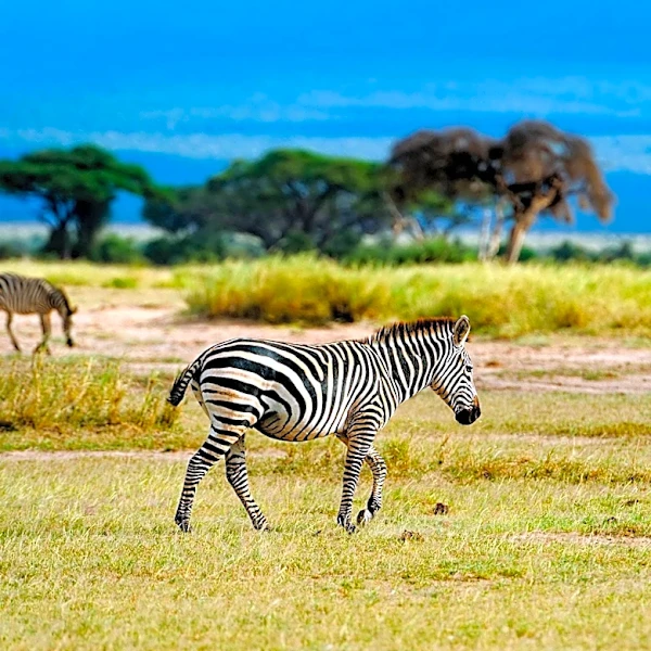 Dzanga-Sangha National Park in Central African Republic Explores Wildlife Tourism Potential