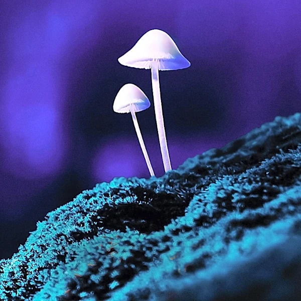 Psilocybin Therapy Shows Promise in Treating PTSD in Veterans