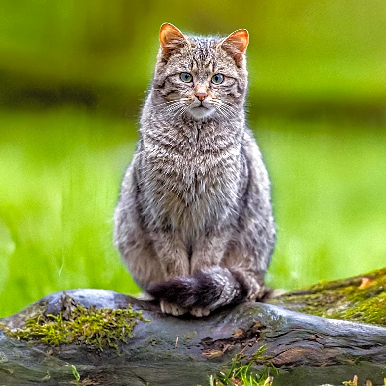 Anchorage's Feral Cat Population Raises Concerns for Local Birdlife