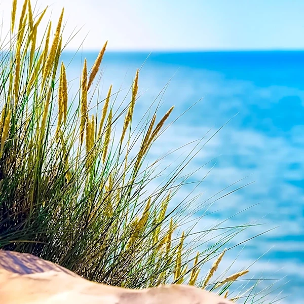 Indiana Dunes National Park Warns of Elevated E. coli Levels at Five Beaches