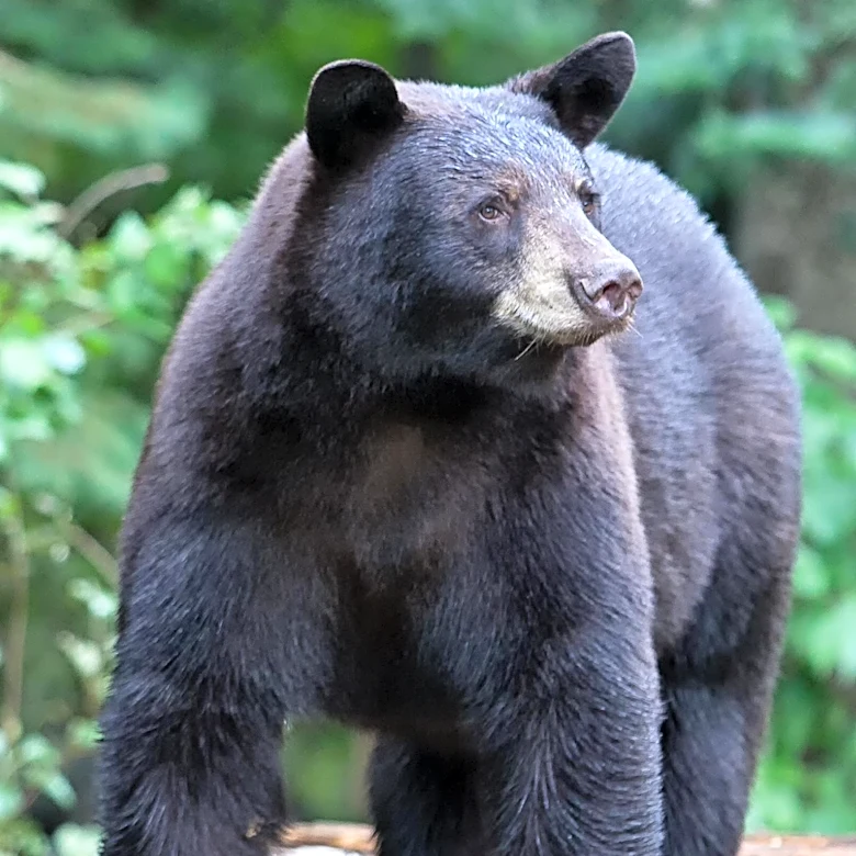 AR-15 Considered for Bear Defense Amidst Debate Over Effectiveness