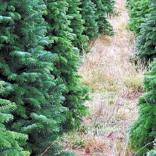 Three Oaks Tree Farm Hosts 2026 NH Tree Farm Field Day to Promote Sustainable Forestry
