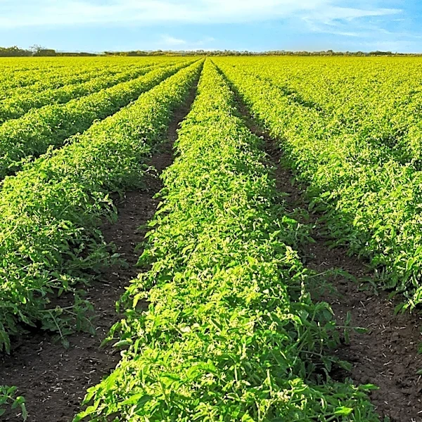 SNV's Soil Values Program Aims to Boost Agricultural Productivity in the Sahel