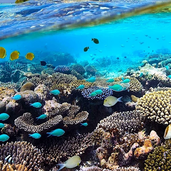 Hawaii Community Develops Alternative Sewer System to Protect Coral Reefs