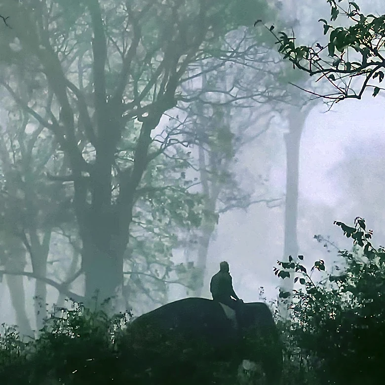 Bigfoot Sighting in Connecticut Gains Credibility Amid Skepticism