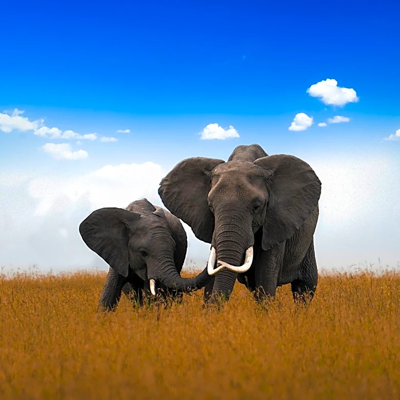 Rewilded Elephants in South Africa Show Successful Adaptation to Wild Environments