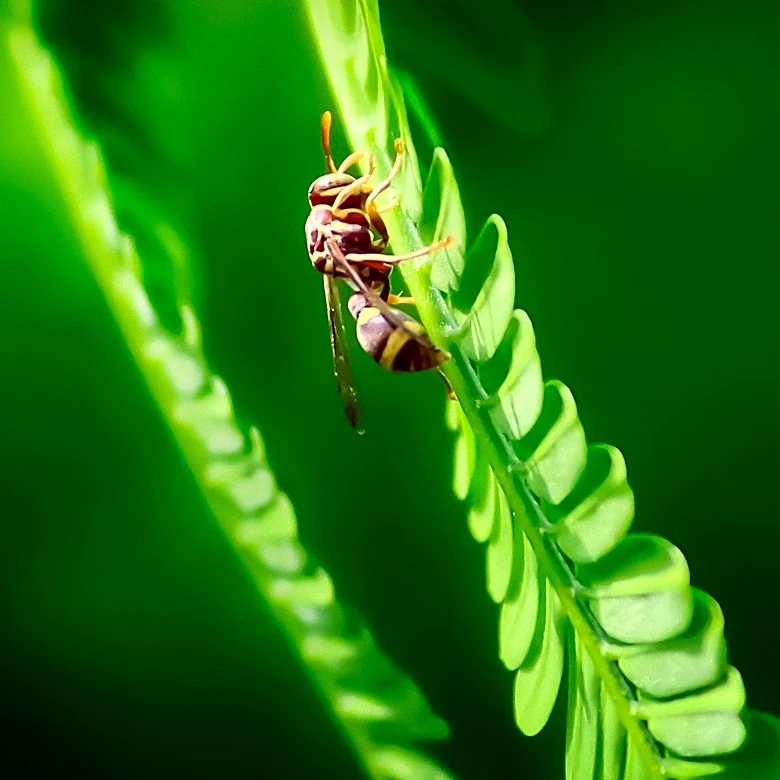 Bourbon Virus Confirmed in New York: A New Tick-Borne Threat Emerges
