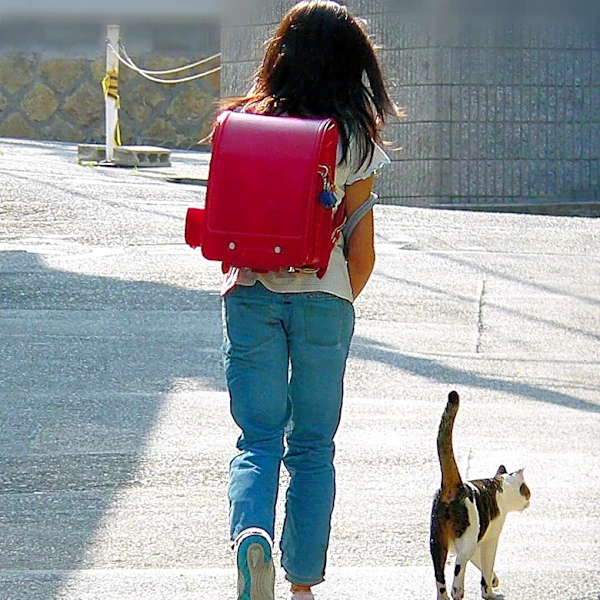 Japanese Organizations Mobilize to Reunite Pets with Owners After Earthquake