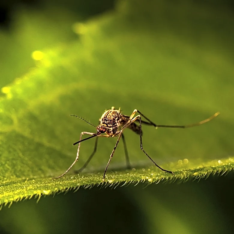 Knox County Detects First West Nile Virus in Mosquitoes This Season