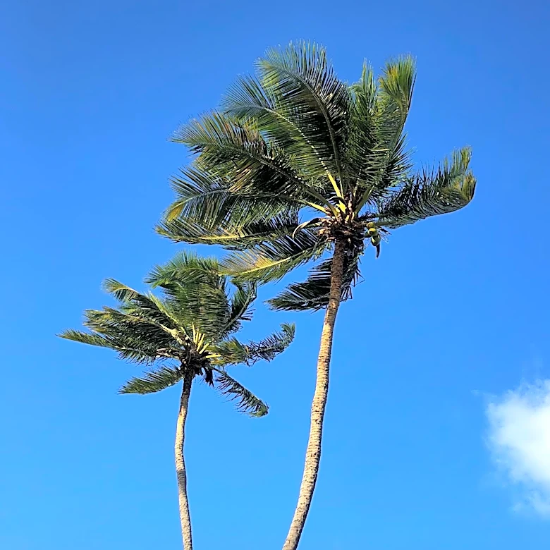 Gusty Trade Winds Forecasted for Hawaii as High Pressure Strengthens