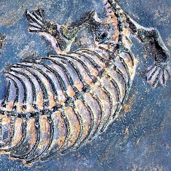 Rare Fossil Discovery Unveils Prehistoric Marine Predator Dynamics