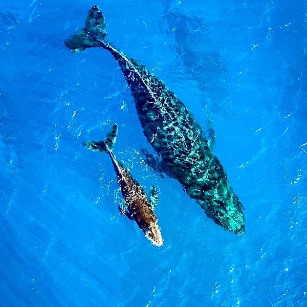 Rare Humpback Whale Birth Captured by Drone in Australia