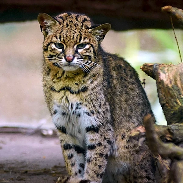Oldest 'Ghost' Cat Recorded by Research Cameras in Southeast Asia
